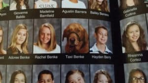 Taxi Benke, high school senior Rachel Benke’s service dog, made such an impression on her classmates that he was included in the school yearbook.