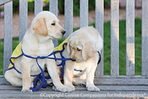 These pups will undergo two years of training by Canine Companions for Independence before they're ready to be placed with a client. 