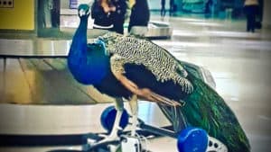 Emotional support animals such as this peacock may not fly for free.