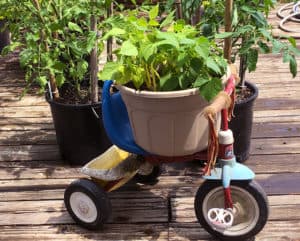 accessible gardening