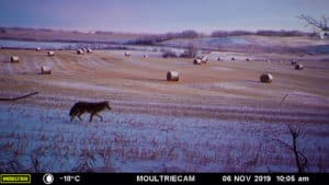 coyote on game camera