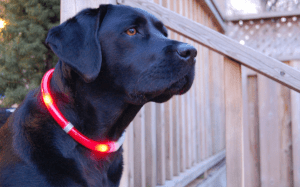 Keep your dog — and you  safe when out at night by investing in a few wearable lights. 