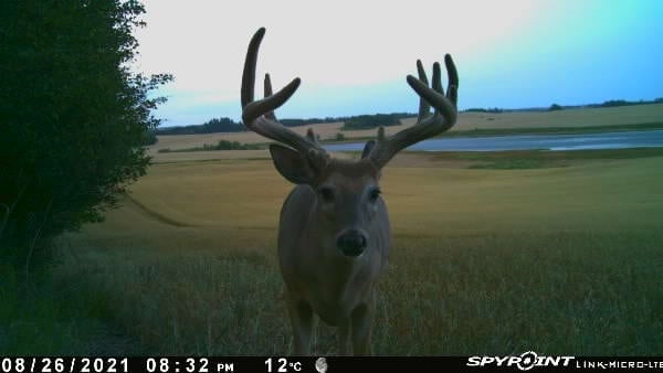 deer caught on trail cam in open field