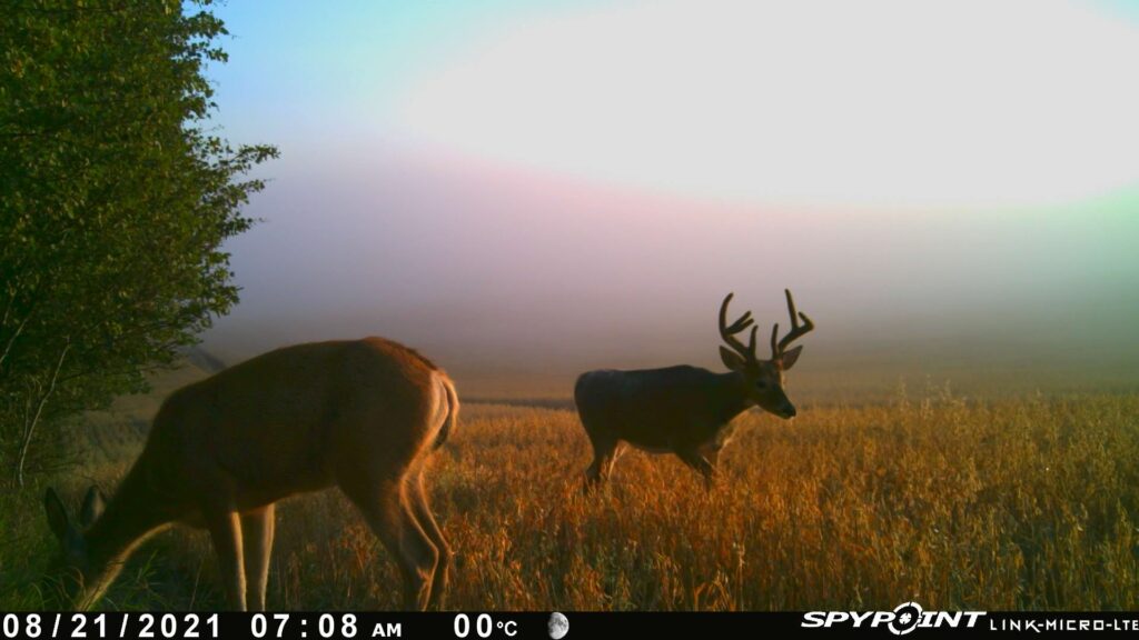 deer grazing in open field from trail camera