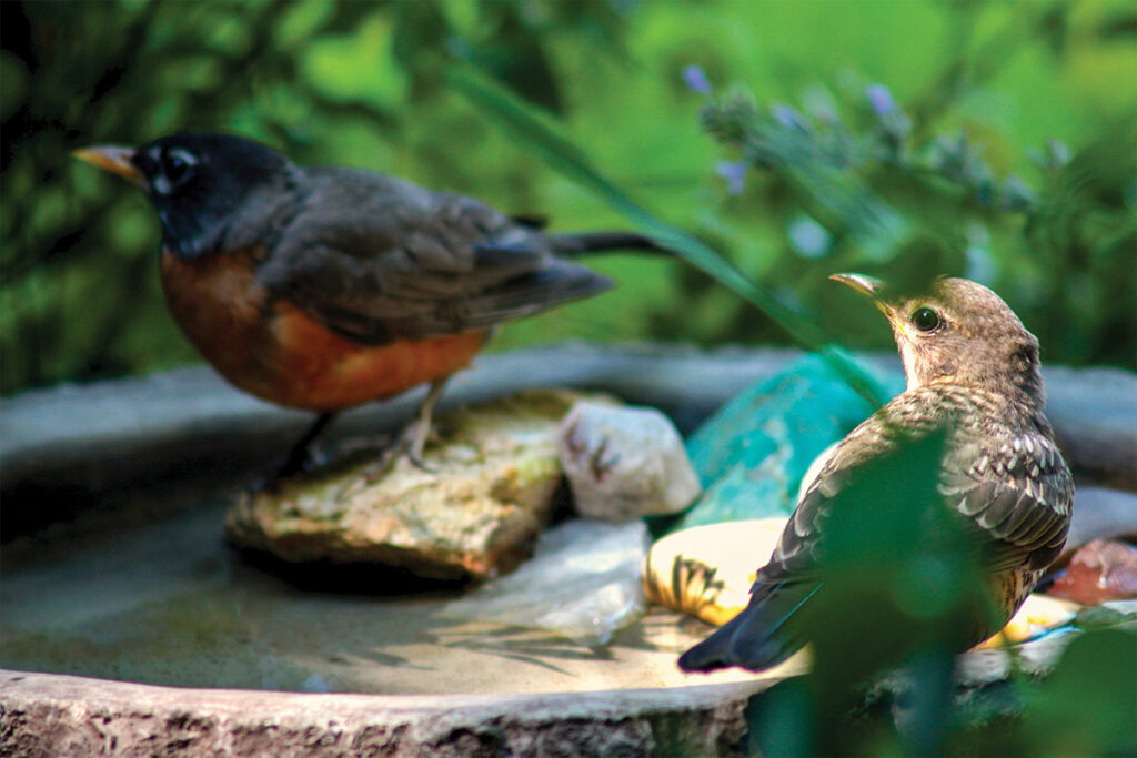 close up of two birds in a birdbath