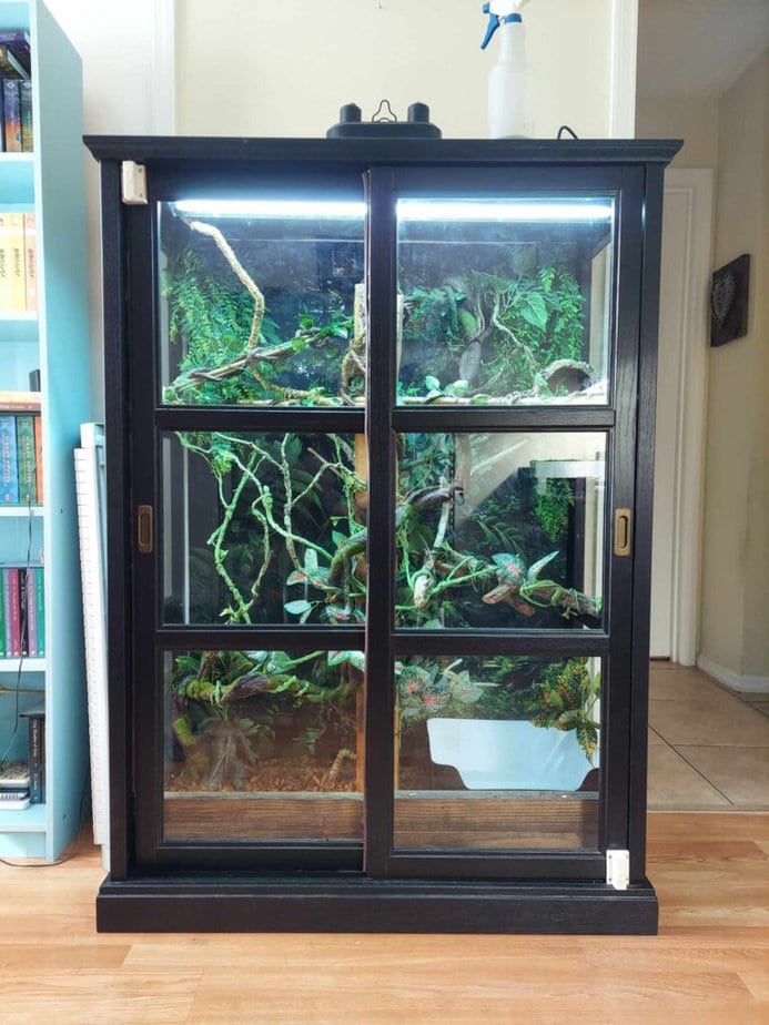A black IKEA cabinet with a light installed inside and plants to form a reptile enclosure. 