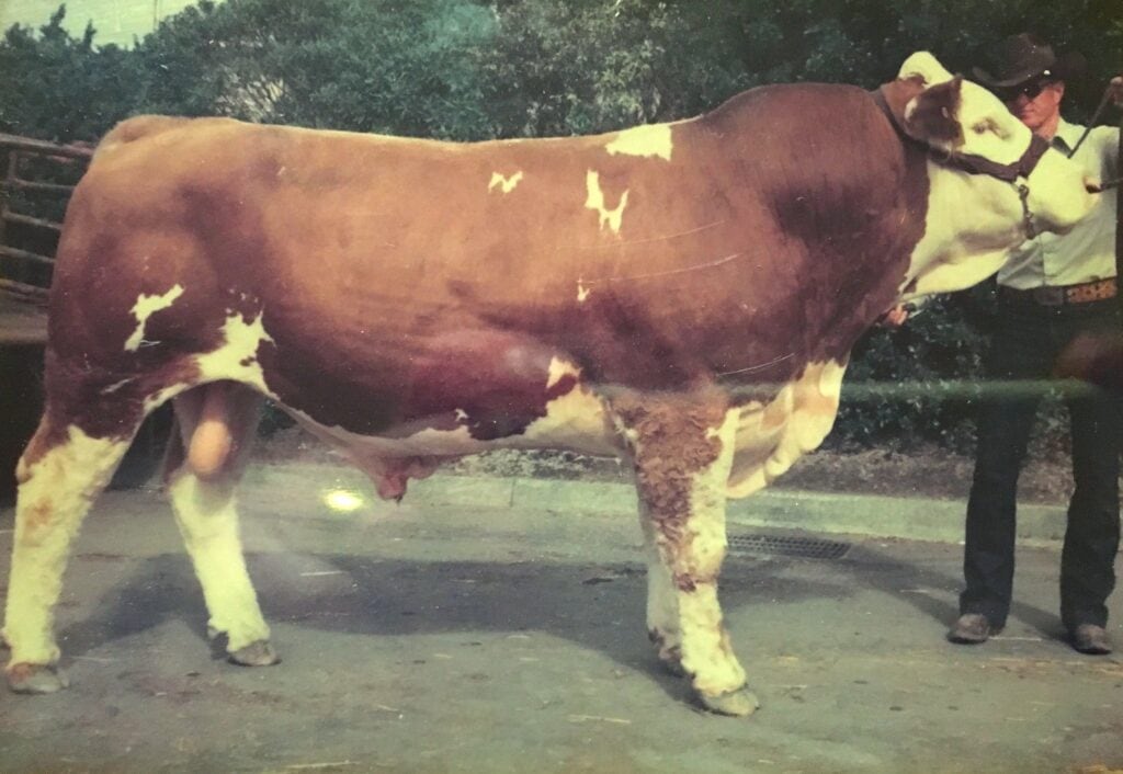 a enormous bull, side profile, standing on a dirt driveway. 