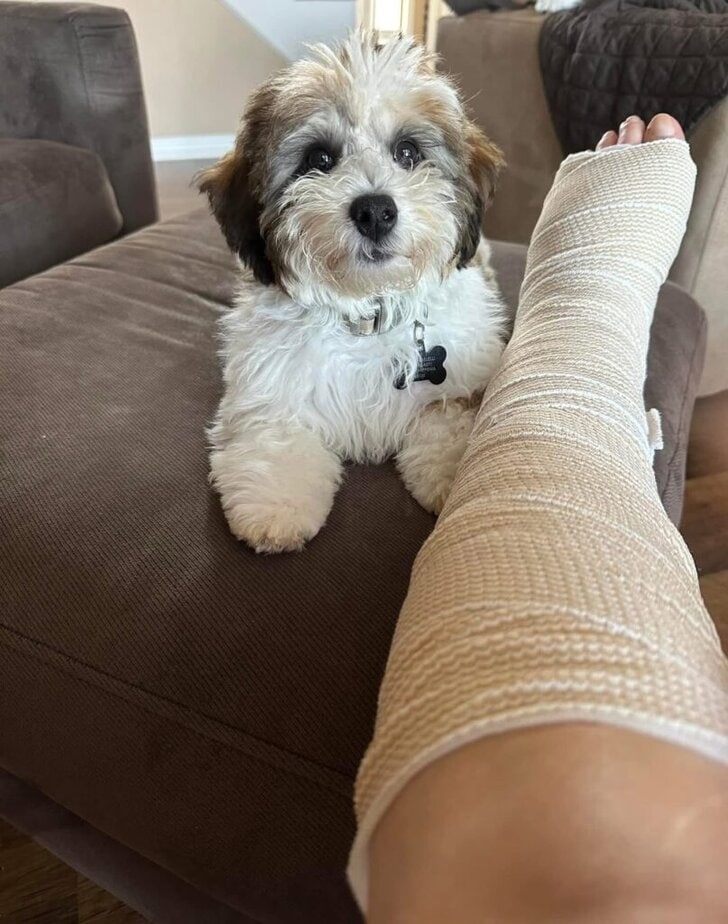 Cute small dog with bandaged leg resting on brown sofa.